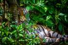 A Malayan tiger maintains a restful vigil Art Print